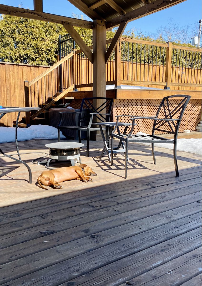 InkdWordSlinger's tweet photo. Dr. Elliot confirms that it is indeed weiner-roasting season.☀️
#Dachshund #SunDog https://t.co/FUiAffGyIW