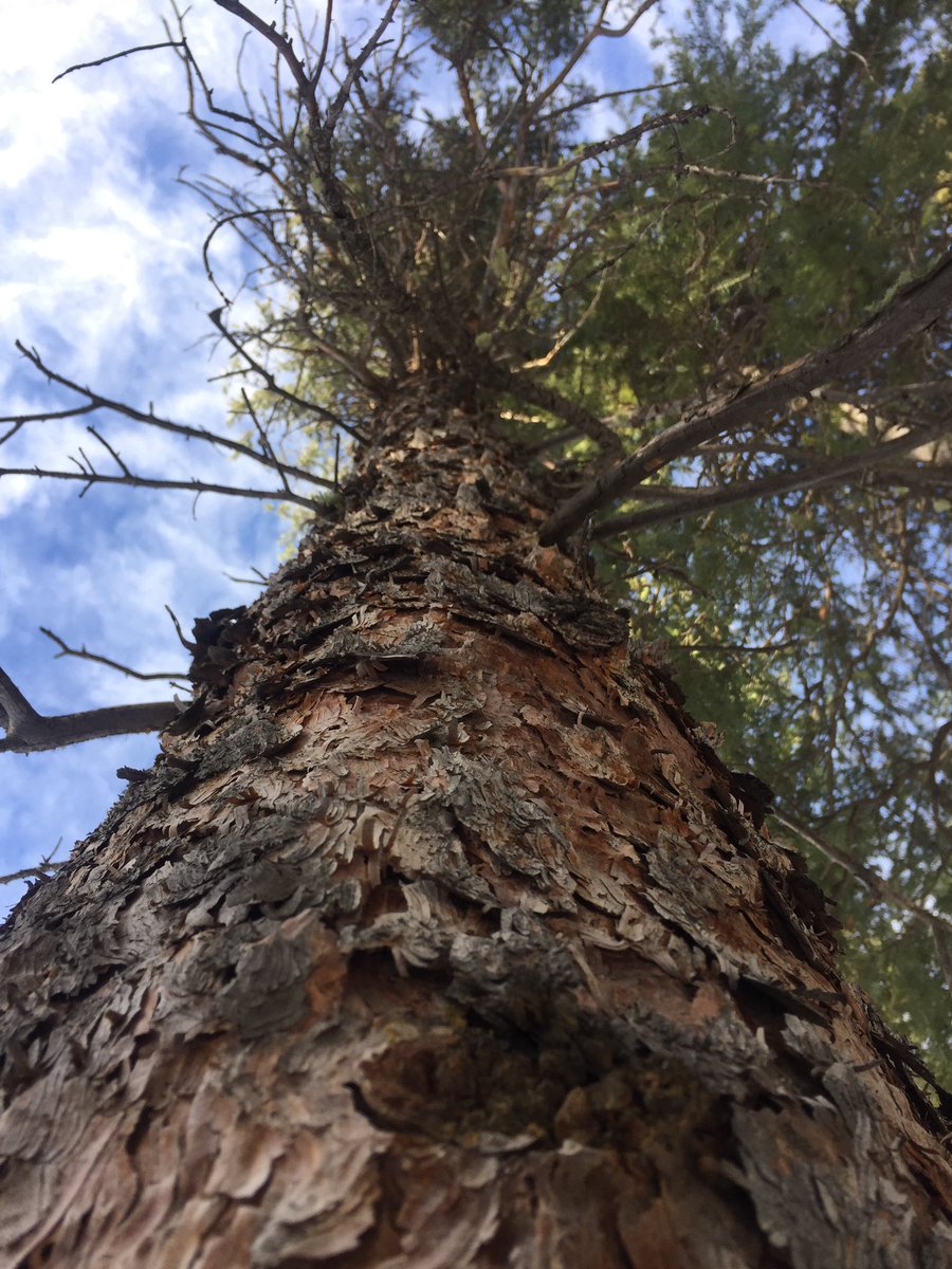 LifeMuseumML's tweet photo. 🌳🌲🌳#DiaInternacionaldelosbosques https://t.co/rxkLrtt5V3
