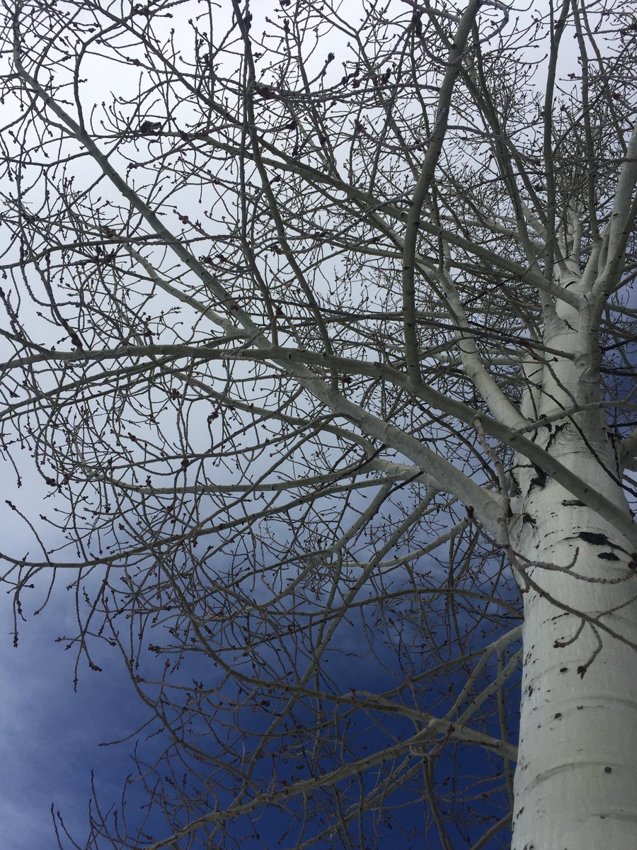 LifeMuseumML's tweet photo. 🌳🌲🌳#DiaInternacionaldelosbosques https://t.co/rxkLrtt5V3