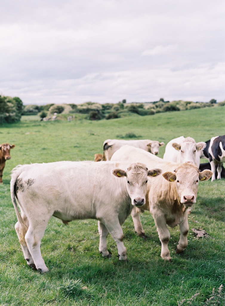 Eloping to Ireland? ☘️⁠
Be ready for some unexpected guests! ⁠
😆⁠
⁠ 📷 Gorgeous photos by @taylorandporter

#rusticwedding⁠
#beautifulwedding⁠
#weddingplanning⁠
#realwedding