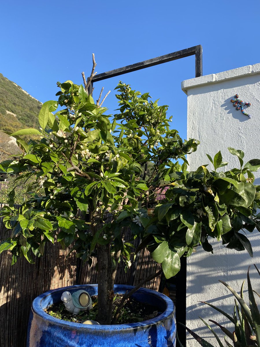 SamanthaSacra's tweet photo. My orange tree is blossoming really nicely this year and the flowers smell amazing, I donβt think Iβve ever had as many flowers as this year. Iβve had this tree for over 15 years and it never fails, at least a dozen oranges each year π #UrbanGarden #TreeInAPot #Gibraltar π π https://t.co/cxMygmXmTY