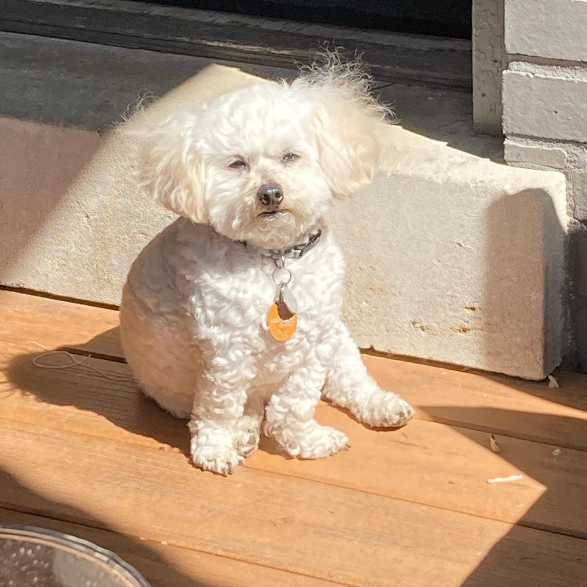 Almost Daily Bark...
“Hello Spring!  (My yoga poses are slowly becoming part of my daily life.) 🐾🐾 #dogsofinstagram #poodlesofinstagram #dogs #dogoftheday #dog #cutedogs #poodle #mydog #steve #ellendegeneres #cutepup #alexandriaryanbeauty #lovemydog #mydogiscutest #poodlesig