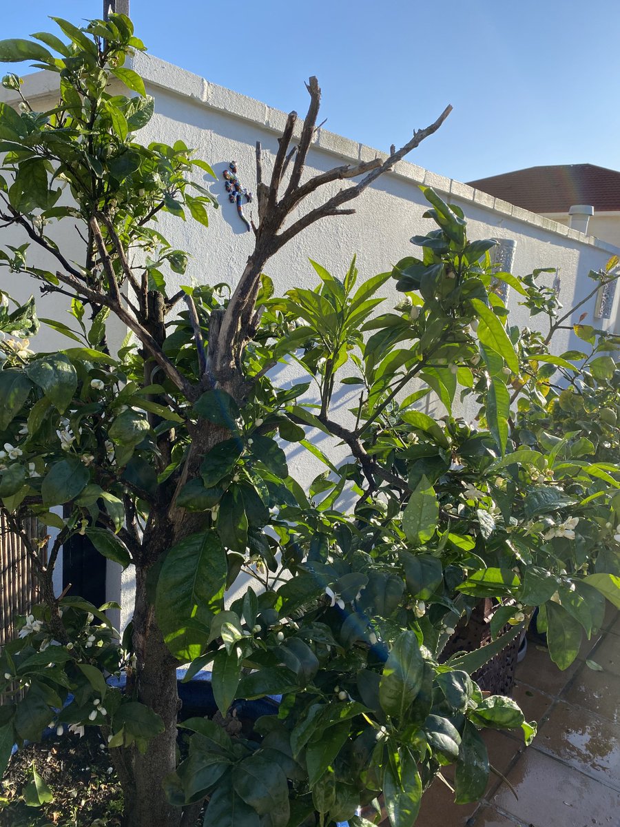 SamanthaSacra's tweet photo. My orange tree is blossoming really nicely this year and the flowers smell amazing, I donβt think Iβve ever had as many flowers as this year. Iβve had this tree for over 15 years and it never fails, at least a dozen oranges each year π #UrbanGarden #TreeInAPot #Gibraltar π π https://t.co/cxMygmXmTY