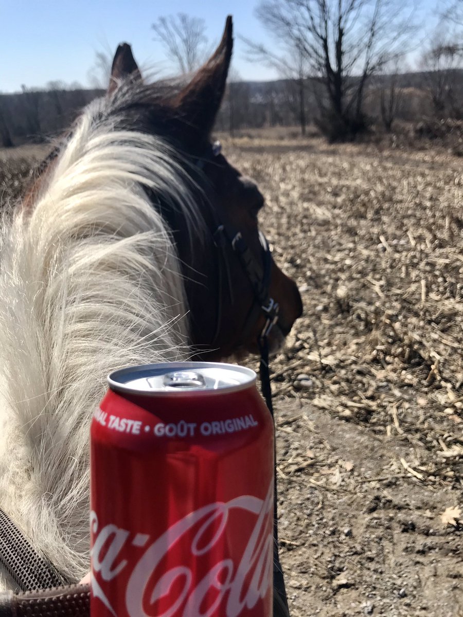 SndPprSnFlower's tweet photo. No better view @cocacola_ca #equestrian #sundayvibes #sunshine #canadian #horsegirl https://t.co/j607mVmcwl