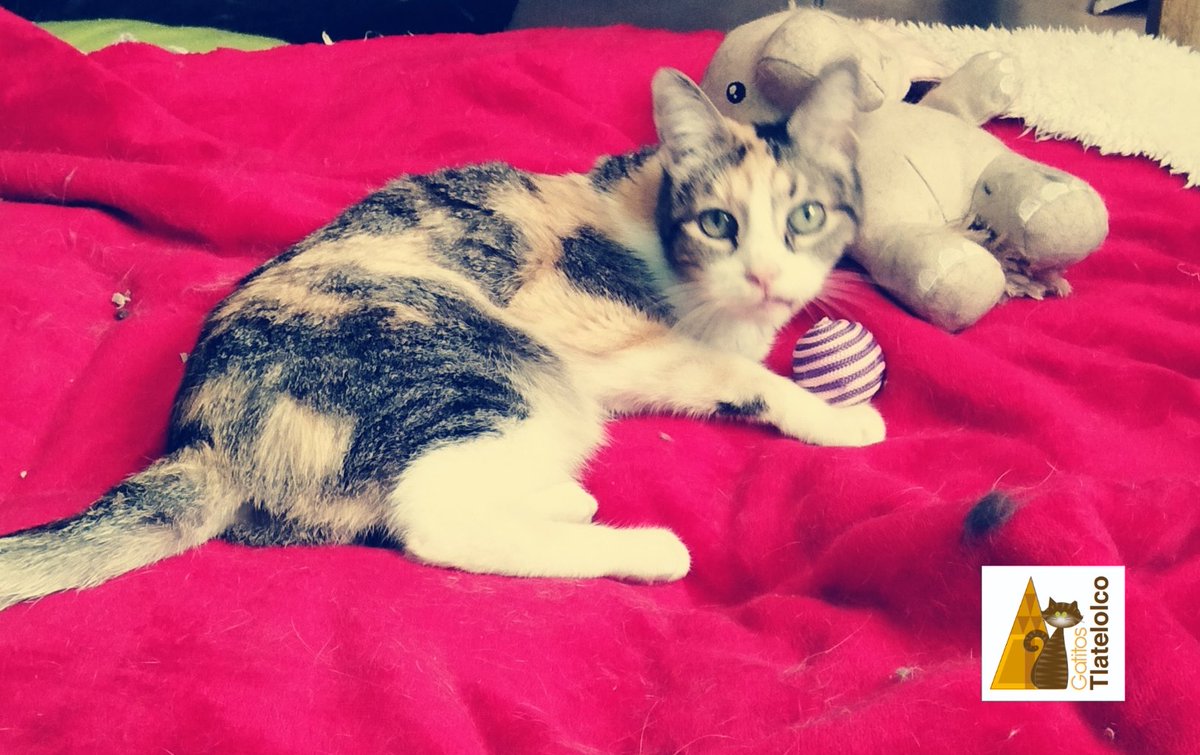GatitosTlate's tweet photo. Buen día les desea nuestra Fridis linda. #GatitoEspecial #ataxia #respetaprotegeama #GatitosTlate https://t.co/BKWB5cylds