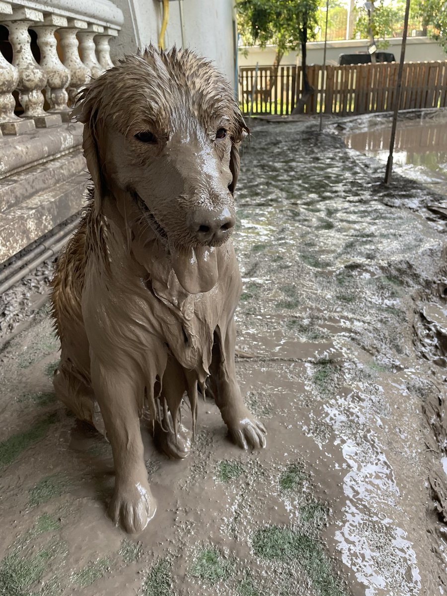 ornthree's tweet photo. Mud bath anyone? 🙈 https://t.co/OuWlnJMAGU