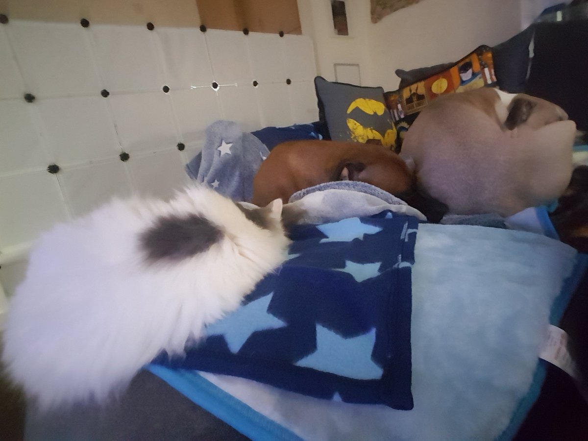 JapaneseCityPop's tweet photo. My babies all cuddling n sleeping together lol https://t.co/VLjz5I2VsW