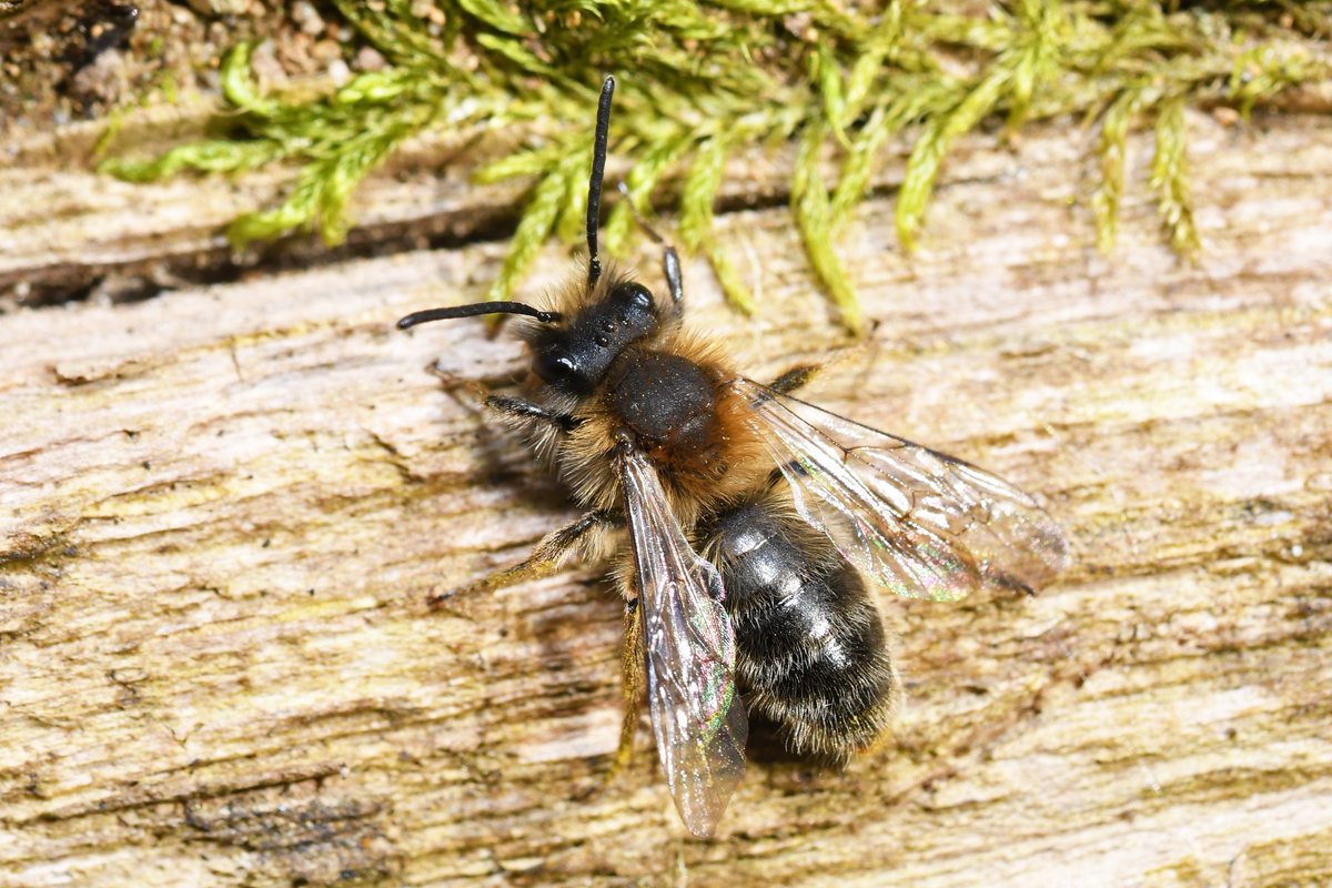 olds_liam's tweet photo. Magical afternoon spent with my local Clarke's mining-bee (Andrena clarkella) population. Thankfully I timed it perfectly to witness a mass emergence of both sexes. Both sexes of Early nomad bee (Nomada leucopthalma) - it's associated cuckoo bee - was also present. I love bees 😍 https://t.co/HrdCGiHamW