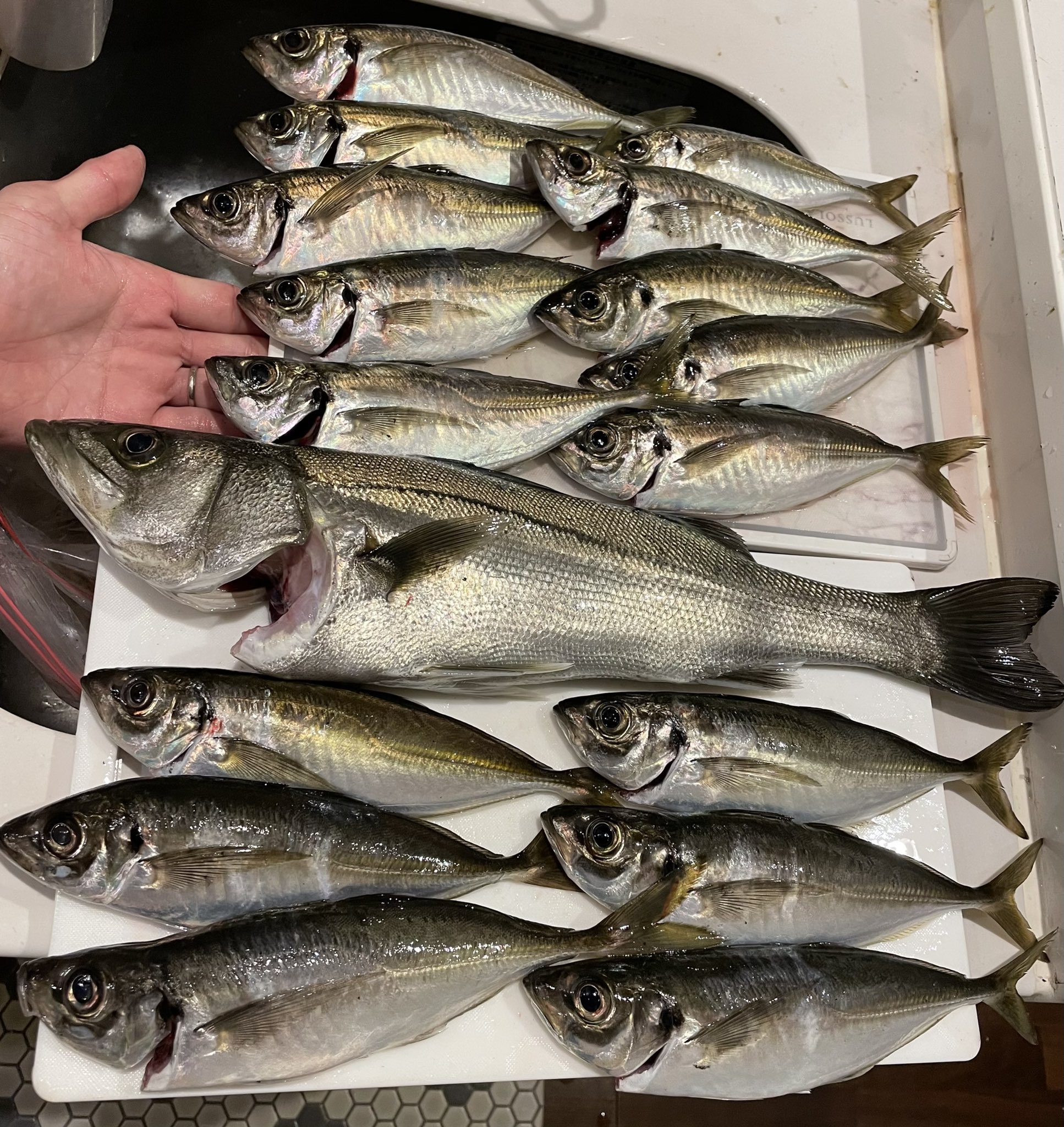 神戸の釣り人 21釣行no 25 明石 神戸 ポイント7箇所めぐり メバル 1 アジ 16 シーバス 1 メバル本命で行ったけど 去年釣れたシャローには入ってきてないみたい ランガンしたおかげでアジングポイント発見 T Co Ex2xgs64se Twitter