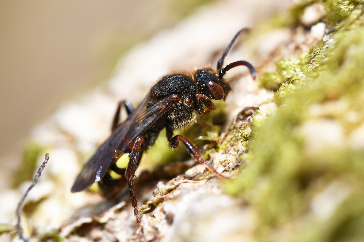 olds_liam's tweet photo. Magical afternoon spent with my local Clarke's mining-bee (Andrena clarkella) population. Thankfully I timed it perfectly to witness a mass emergence of both sexes. Both sexes of Early nomad bee (Nomada leucopthalma) - it's associated cuckoo bee - was also present. I love bees 😍 https://t.co/HrdCGiHamW