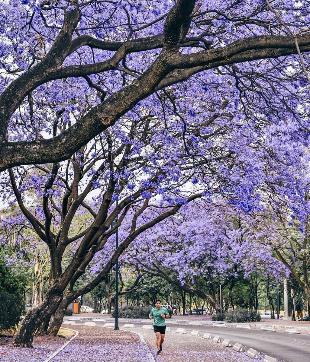 Adriguzmy's tweet photo. #flowercitas #jacarandas #welcomspring #spring #love #runners #cdmx 🌸💜💜💜 https://t.co/YlEAZ50fqH