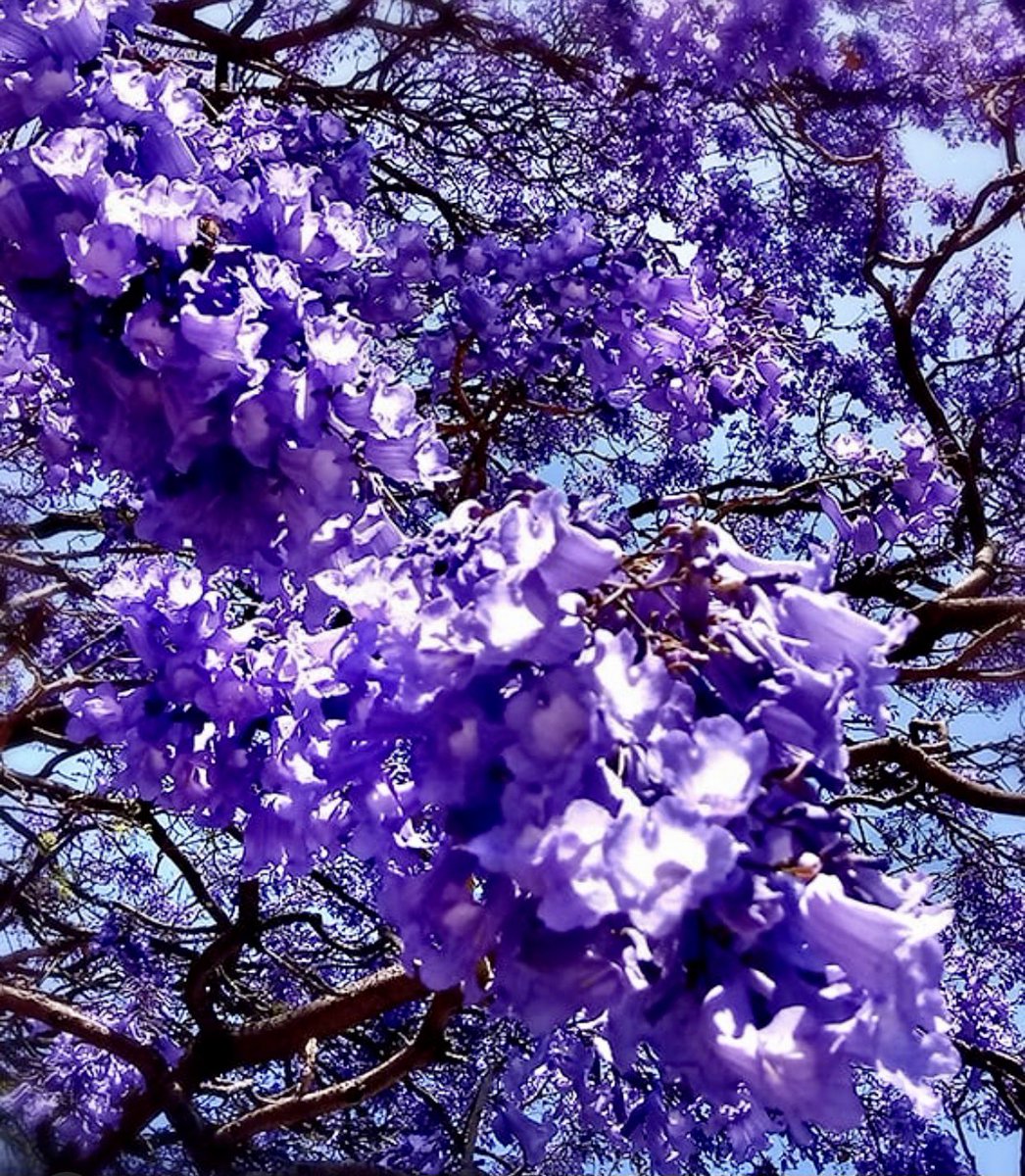 Adriguzmy's tweet photo. #flowercitas #jacarandas #welcomspring #spring #love #runners #cdmx 🌸💜💜💜 https://t.co/YlEAZ50fqH