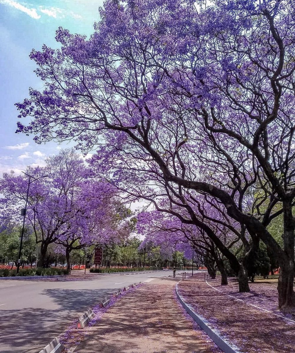 Adriguzmy's tweet photo. #flowercitas #jacarandas #welcomspring #spring #love #runners #cdmx 🌸💜💜💜 https://t.co/YlEAZ50fqH