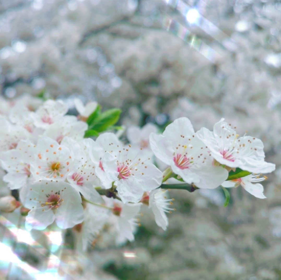 flukyvegan's tweet photo. DAY#7 #StepsForPets. Loving seeing blossom 🌸 a whole week of 10K, I feel so much healthier!😊 But achier 🌼
#Vegan #charityfundraising #TwitterNatureCommunity https://t.co/vH1DWmtqIK