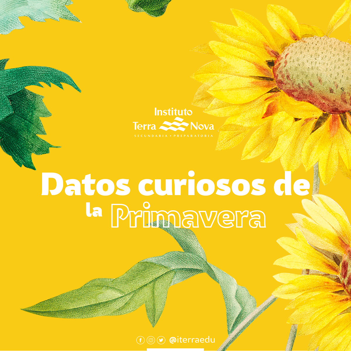 iterraedu's tweet photo. Con la llegada de la primavera comienzan las altas temperaturas y, el aumento de las horas del día hace que las temperaturas suban y las flores crezcan más rápido y florezcan, inundando de color nuestros paisajes 🌻🌷🌼🌺

#primavera #iterra #floreciendo https://t.co/mty4Emg5oV