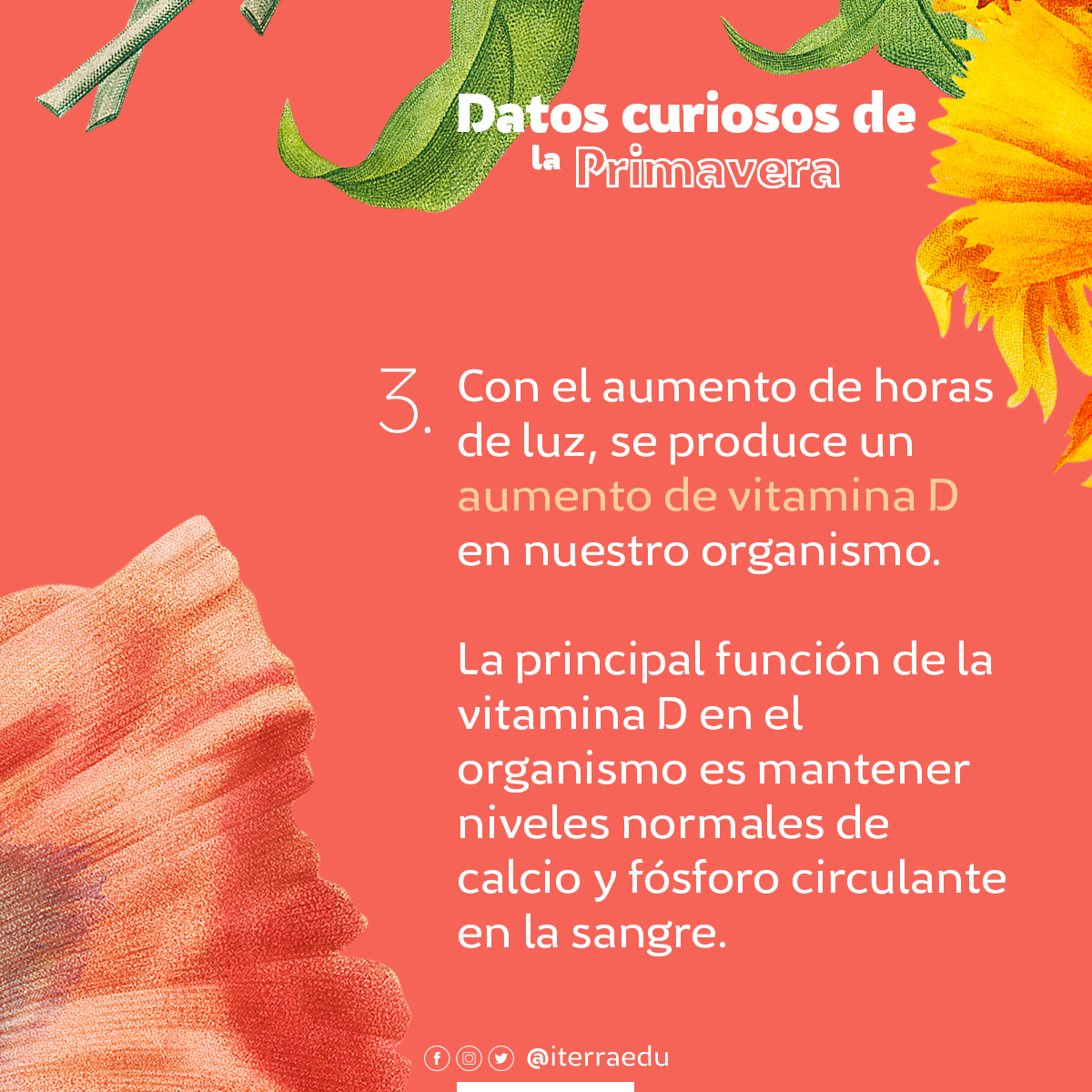 iterraedu's tweet photo. Con la llegada de la primavera comienzan las altas temperaturas y, el aumento de las horas del día hace que las temperaturas suban y las flores crezcan más rápido y florezcan, inundando de color nuestros paisajes 🌻🌷🌼🌺

#primavera #iterra #floreciendo https://t.co/mty4Emg5oV