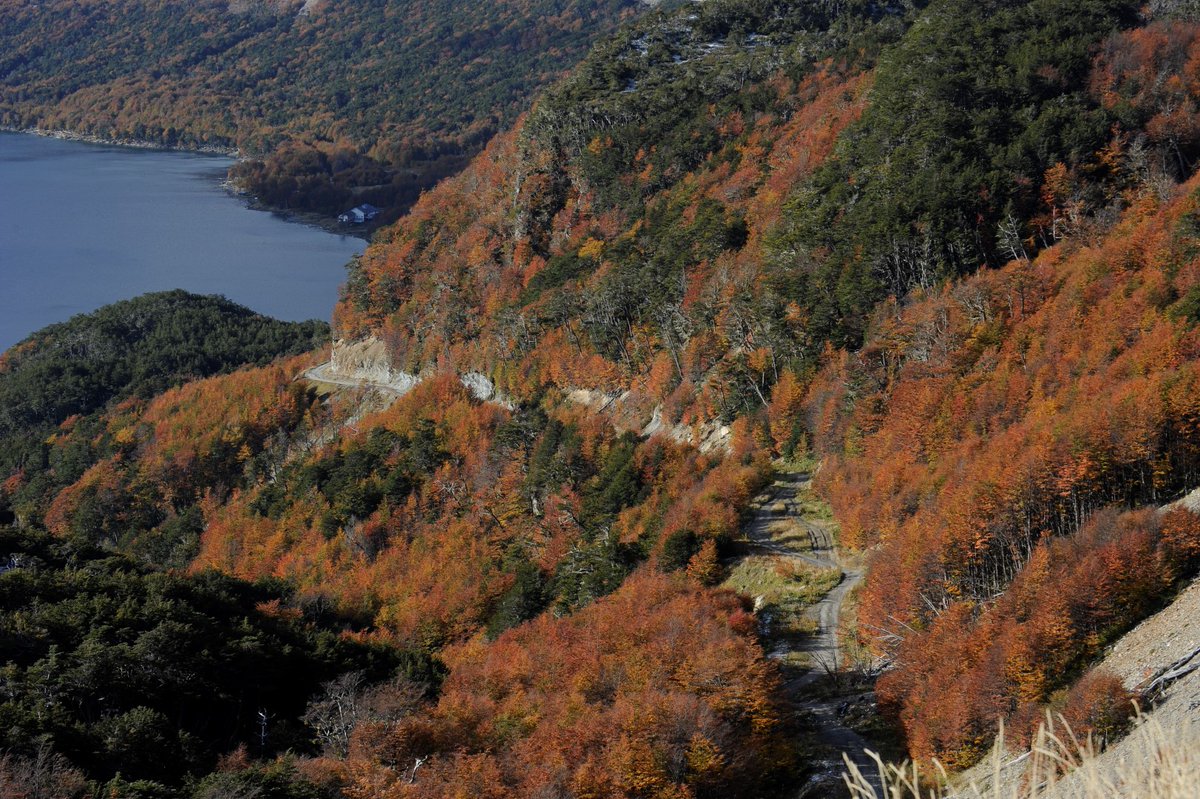 TurismoTDF's tweet photo. ¡Comenzamos a vivir un nuevo #OtoñoDelFuego! #TierraDelFuego #FinDelMundo #NaturalezaAlFin #Otoño #Patagonia #Argentina https://t.co/pVYp5dO1sg