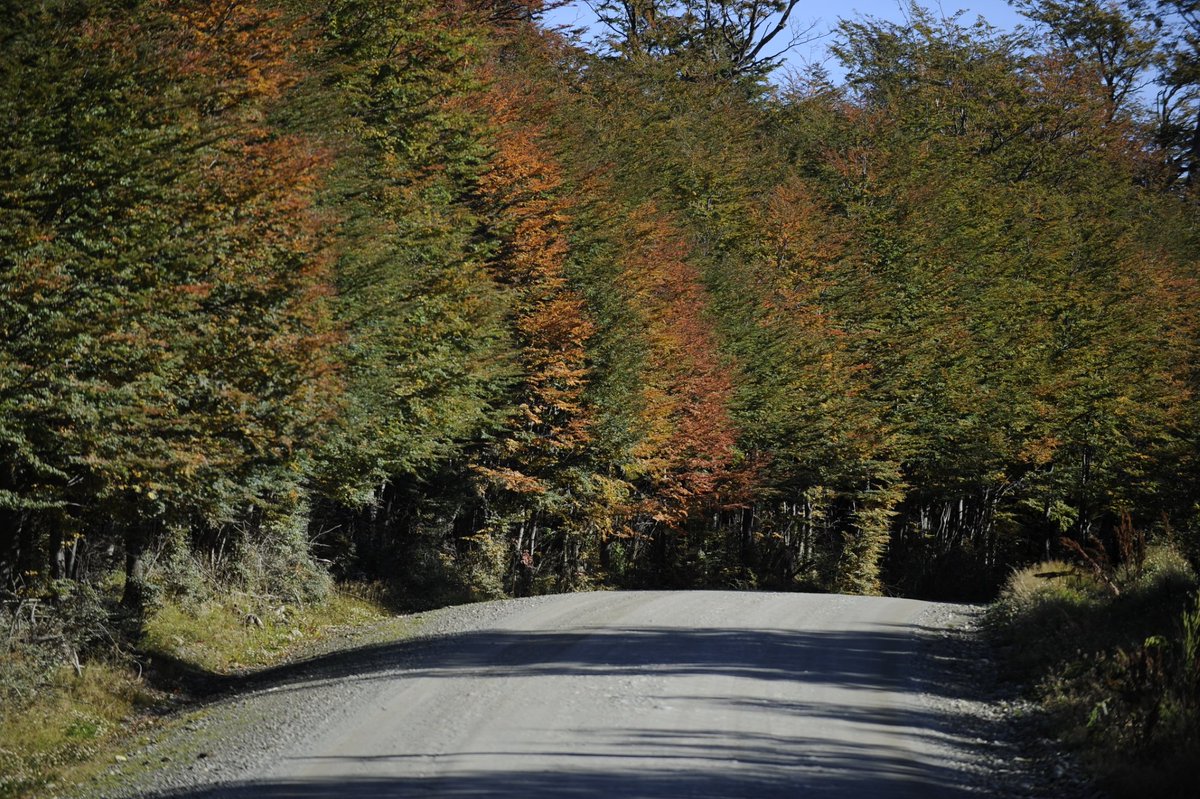 TurismoTDF's tweet photo. ¡Comenzamos a vivir un nuevo #OtoñoDelFuego! #TierraDelFuego #FinDelMundo #NaturalezaAlFin #Otoño #Patagonia #Argentina https://t.co/pVYp5dO1sg