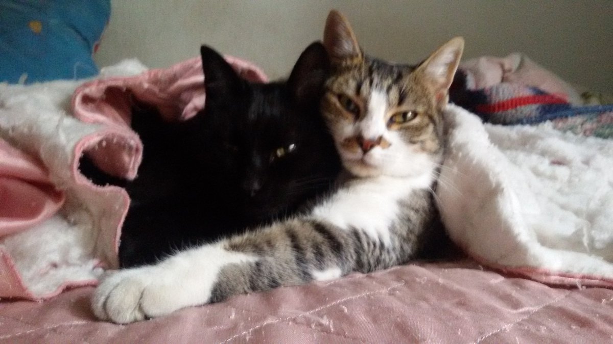 eva_mar2011's tweet photo. @KeithDMcMurdo @coco_p2a My beauties😸😻😽 https://t.co/Gf0emXFyxg