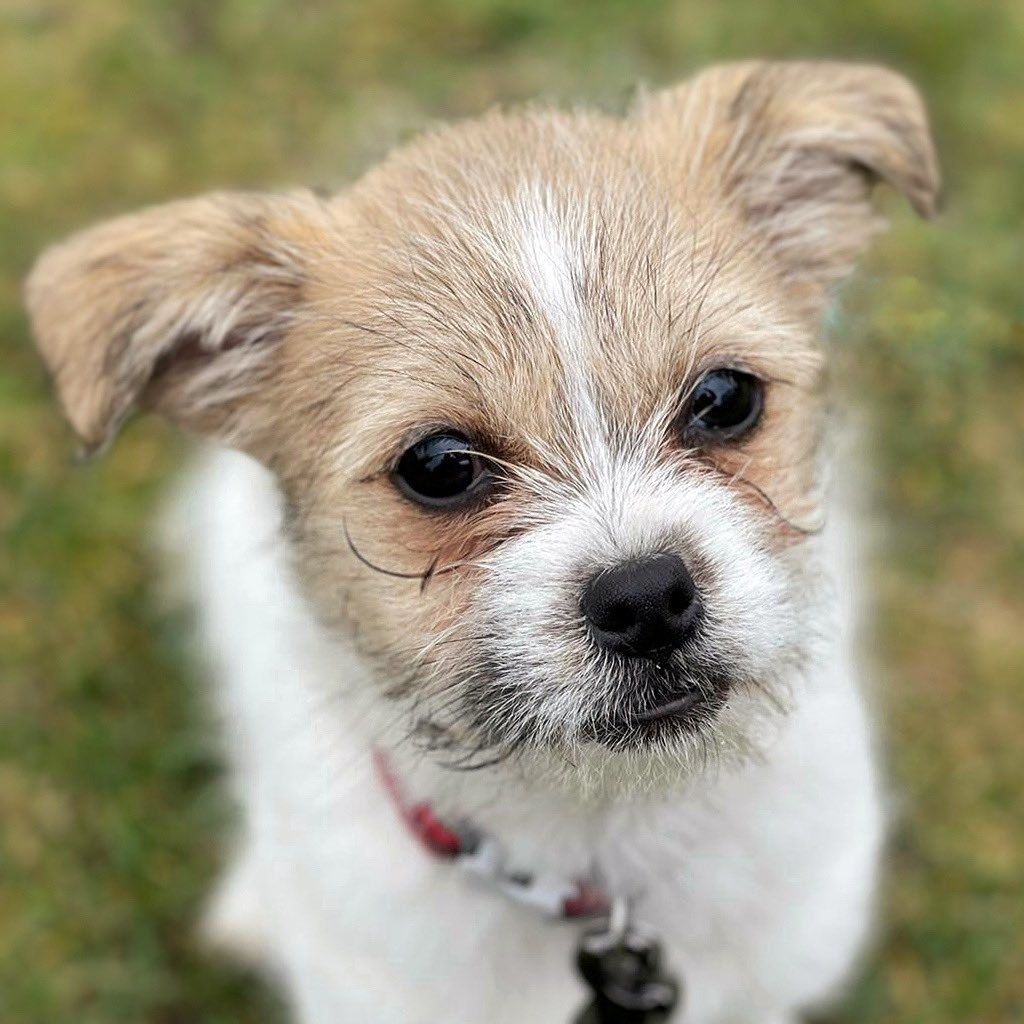 Oh hey PIP! 😍 Capturing was the key focus for this cuties first 1-2-1 puppy class! Capturing is when you teach your pup to perform a natural behaviour on cue! 📸 We’ll explain more about this tomorrow! 😊 #SettleandStay #Haslemere #PuppyTraining