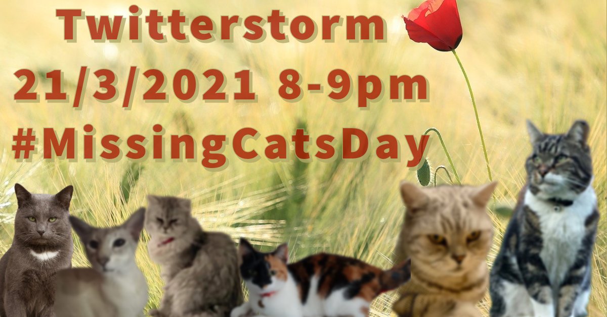 blueskies_me's tweet photo. Pls join in the #twitterstrom this evening. Search #MissingCatsDay & retweet like wildfire #cats #CatsOfTwitter #catlovers #kittens #cutecats @britsinlasvegas @CatsProtection lets get these cats back home 🏡 🐾 @SNARLLondon https://t.co/jO0jm9UuRy