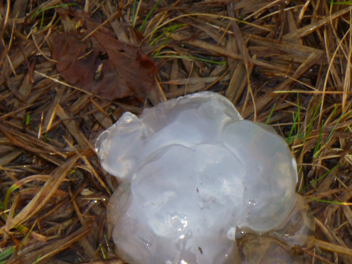 sparnamharris's tweet photo. Star/Astral Jelly. Folklore suggests it is deposited during meteor showers. More likely it‘s a slime mold, a single cell organism that groups together when food is in short supply. #nature #NaturePhotography #Science #ExmoorThoughts https://t.co/759kSpXwNy