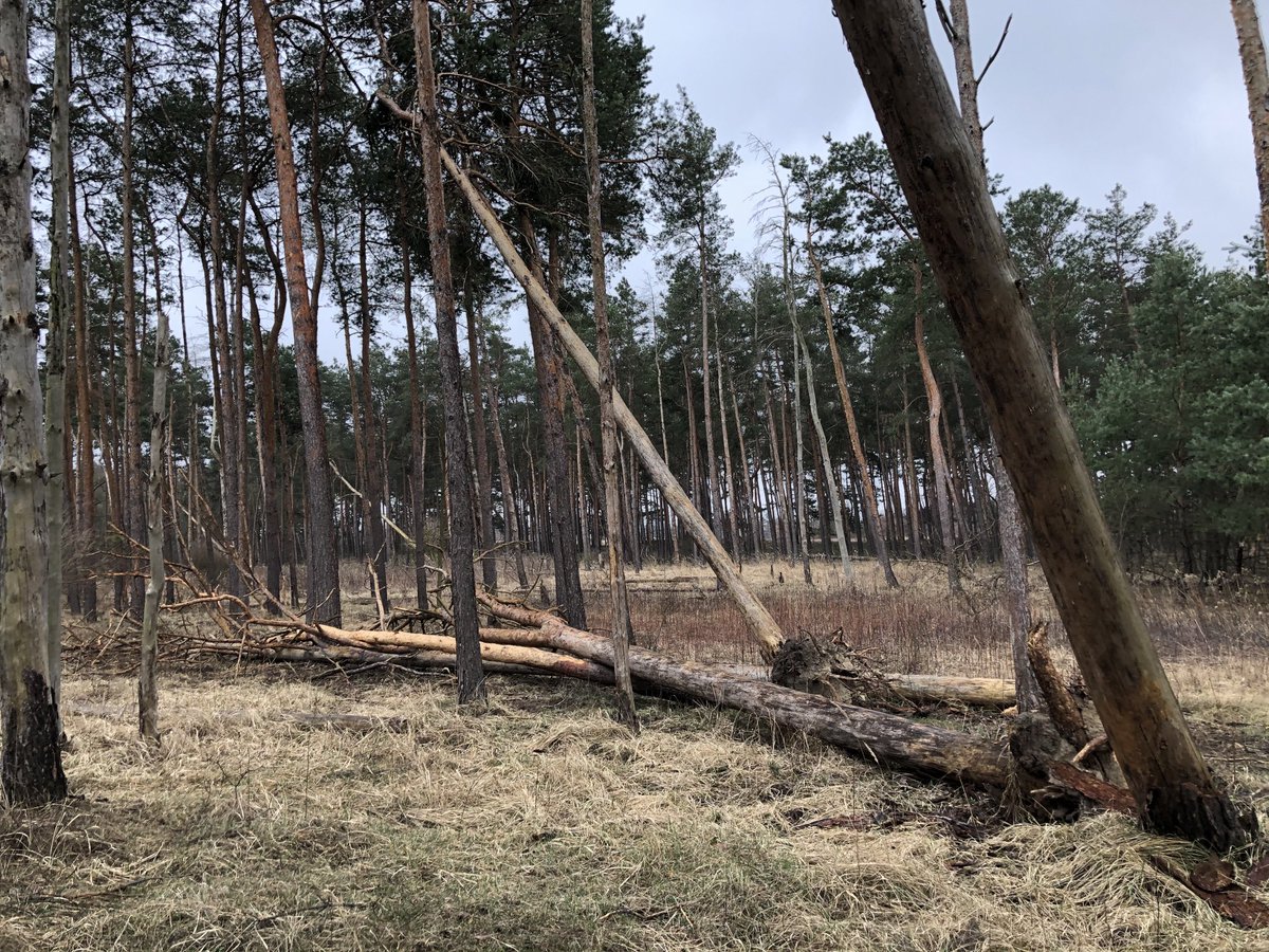 zkun1971's tweet photo. #intlforestday walk in our local #natura2000 #forest and appreciated the role of #deadwood in a functioning #ecosystem #morewildernessinEurope #forestsarenotfuel https://t.co/NFBlgcjEok