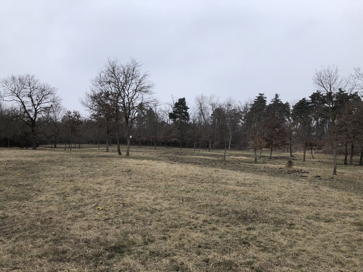 zkun1971's tweet photo. #intlforestday walk in our local #natura2000 #forest and appreciated the role of #deadwood in a functioning #ecosystem #morewildernessinEurope #forestsarenotfuel https://t.co/NFBlgcjEok