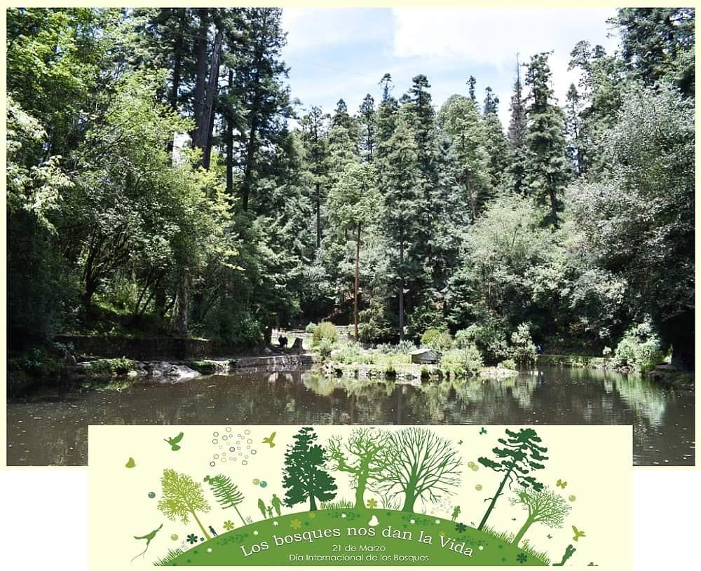 VidaDisena's tweet photo. Hoy 21 de marzo se celebra el Día mundial de los bosques". El tema para 2021 es: “Restauración forestal: un camino a la recuperación y el bienestar”. Cuidemos nuestros bosques proveedores de alimentos, agua y aire limpio
¡Participemos y hagamos ECO!
#DiaInternacionaldelosbosques https://t.co/7JvyMfXD4y