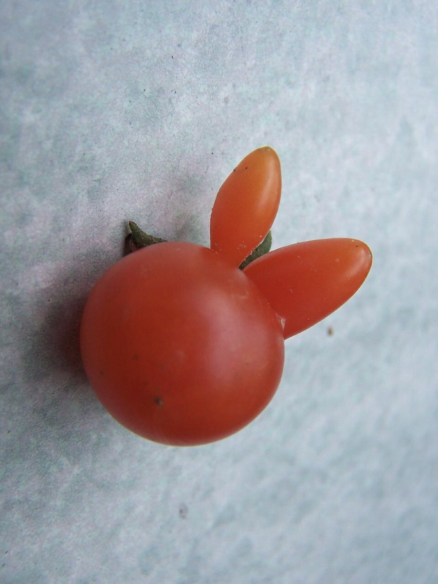 heybillierae's tweet image. if tomato, why bunny?