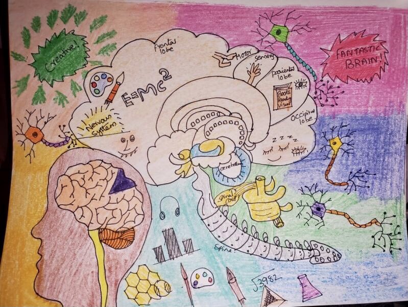 The high schoolers had the option to submit handmade or digital artwork for the <a href="/scyna_uci/">scyna🧠</a> Brain Awareness Week NeuroArt Competition. From the handmade category: “Simple is Complex” and “Fantastic Brain”. Thank you for sharing your incredible artwork with us! <a href="/UCIrvine/">UC Irvine</a> <a href="/dana_fdn/">Dana Foundation🧠</a>