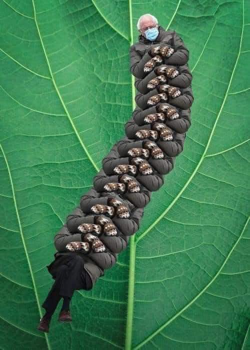aqeelksu's tweet photo. Happy start of spring and happy Very Hungry Caterpillar Day! Credit goes to person who created this famous Bernie Sanders meme 😀. #bernielove https://t.co/EUW2PT2Gpy