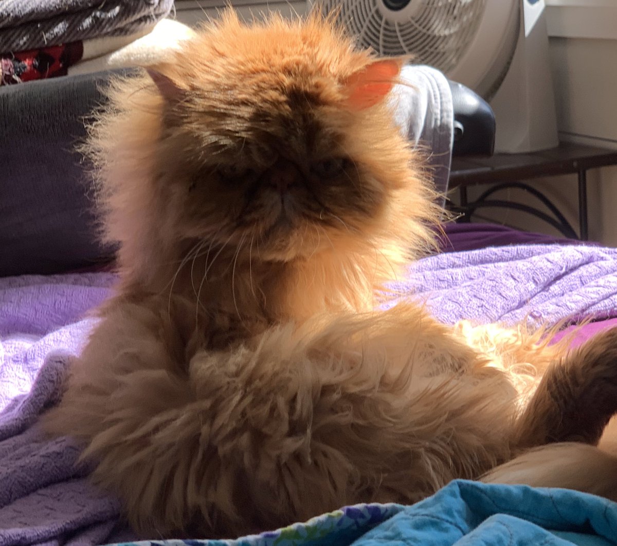 BeccaPrevisMD's tweet photo. I miss seeing my co-fellows at the #SGOMtg— @KariLRing @LPrescottMD @AlainaJBrown @maonstad @katiekurnit @SArmbrusterMD @TaylorJolyn but these #gynoncpets have loved the livestream data! https://t.co/BZ6m0IHflu