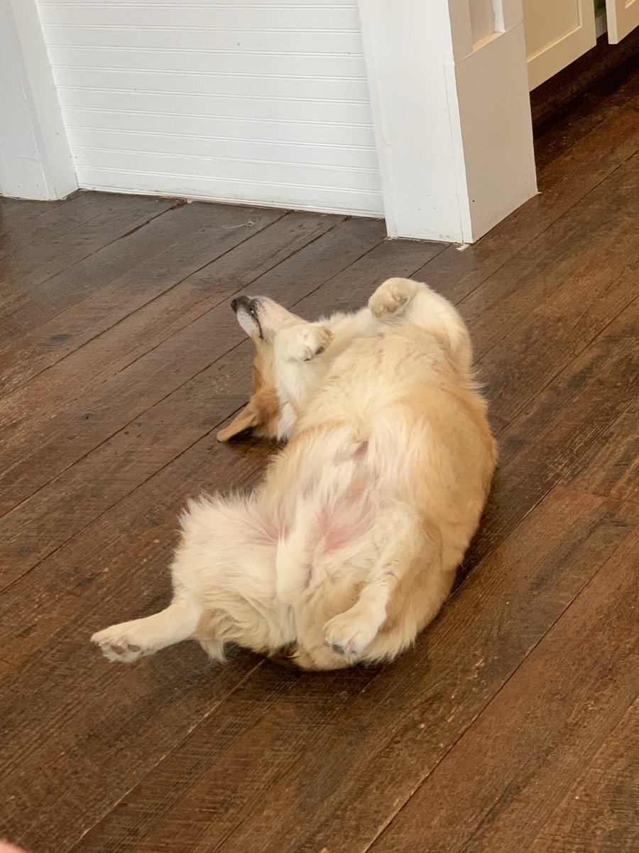 BeccaPrevisMD's tweet photo. I miss seeing my co-fellows at the #SGOMtg— @KariLRing @LPrescottMD @AlainaJBrown @maonstad @katiekurnit @SArmbrusterMD @TaylorJolyn but these #gynoncpets have loved the livestream data! https://t.co/BZ6m0IHflu