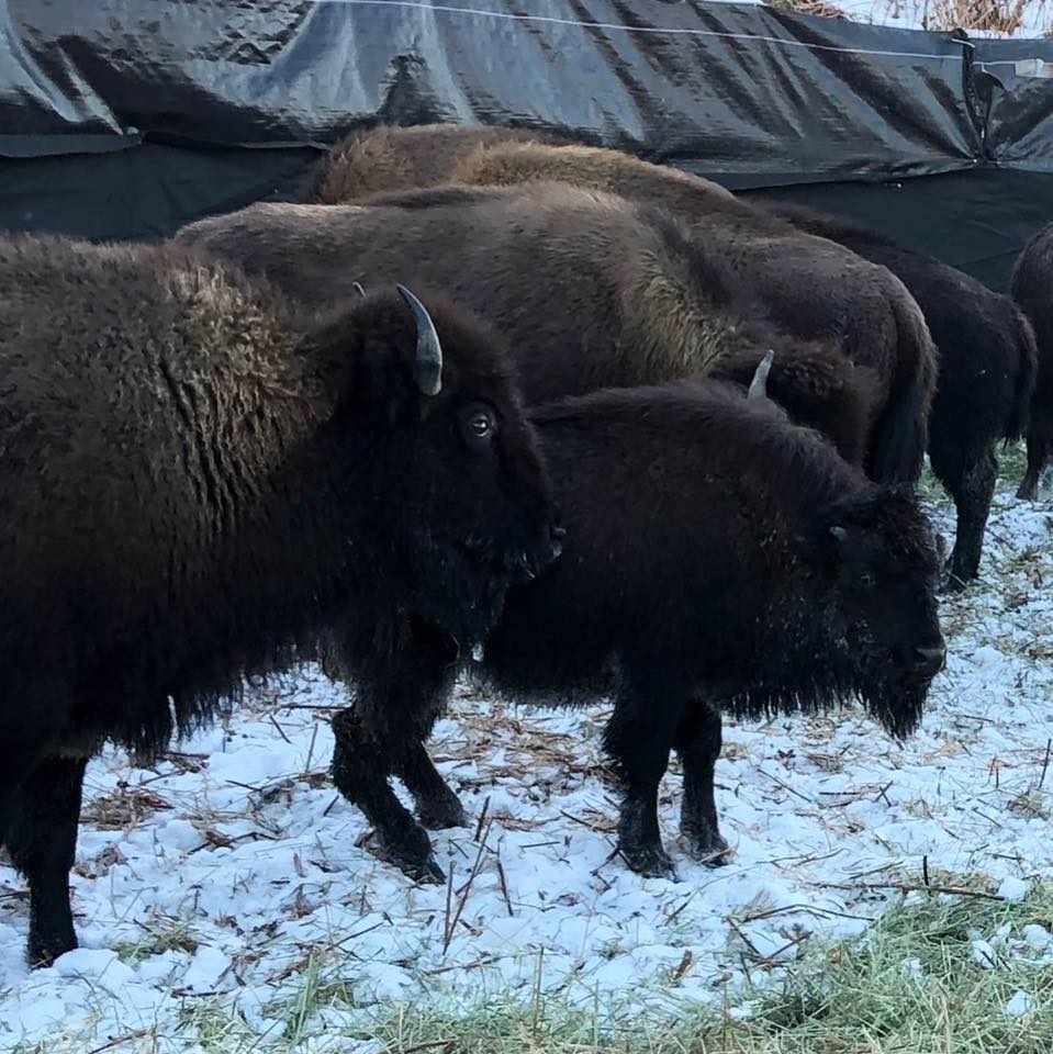 Rep. Don Young tweet media