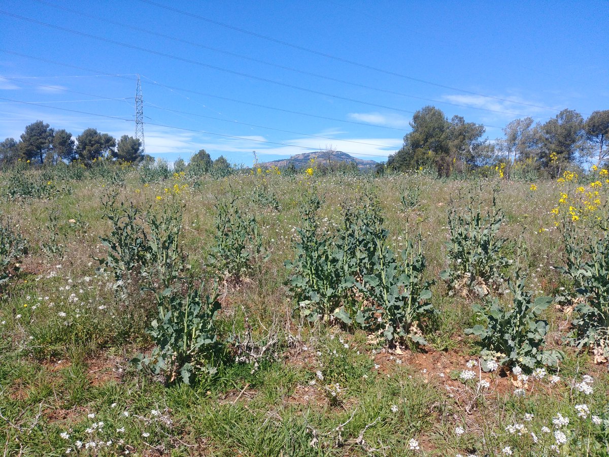 #LaMolaMola
#comelVallèsnohihares