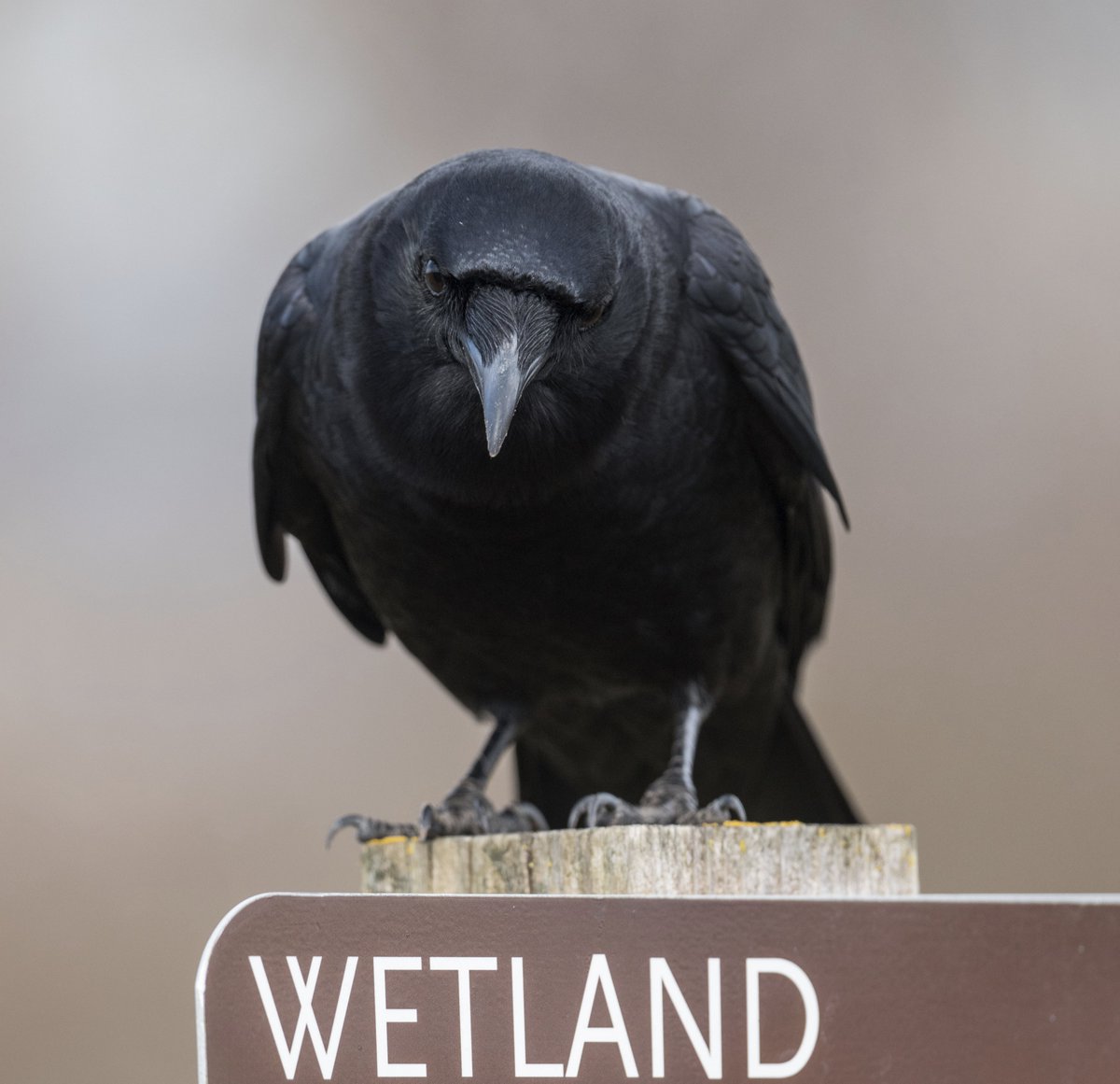 Crow Twitter Search