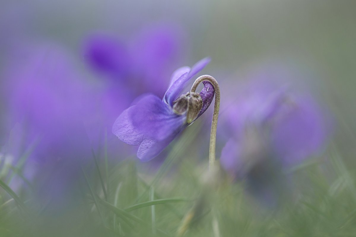 Sweet violet, Viola odorata.
#VioletChallenge #wildflowerhour