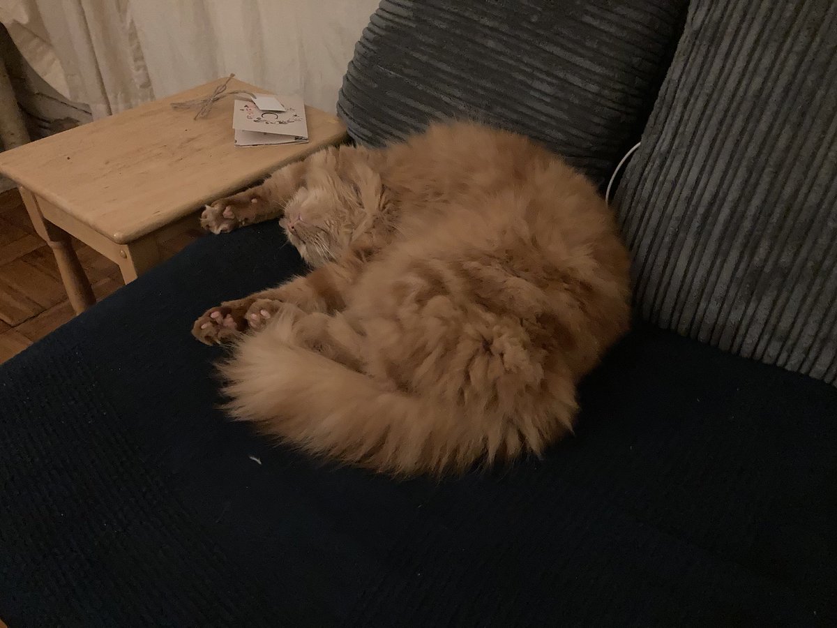 WolfyFoxy3's tweet photo. Aaaaaaand streeeetch.... #CatsOfTwitter https://t.co/9sKoVE8rsn