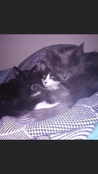 PetRecoveryYYC's tweet photo. LOST dsh grey cat in #Montgomery since March 10.  Call 403-389-9658 or 403-389-9652 if seen/ found. Pls rt, share, watch, help find kitty. https://t.co/fSDrRBUafA https://t.co/sKOPhmUz34