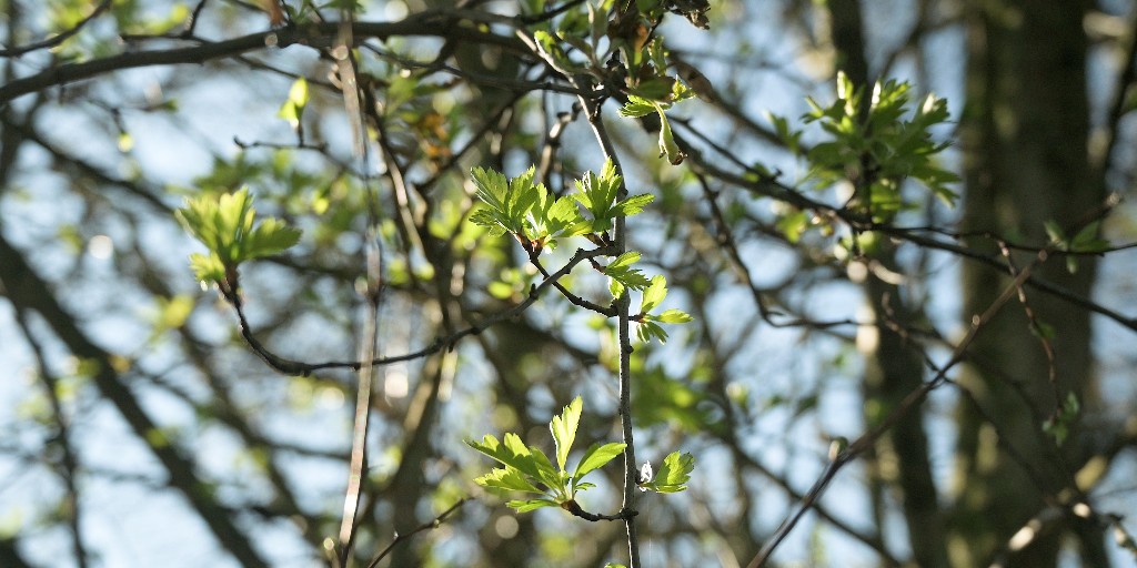 originaloutdoor's tweet photo. Happy belated Spring equinox! The sun is feeling stronger and the land is looking greener, we've been out foraging little bits for our meals here in Wales and enjoying the longer daylight hours.

#spring #equinox #wildfood #foraging #naturalworld #outdoors https://t.co/1rp1SgU2HG