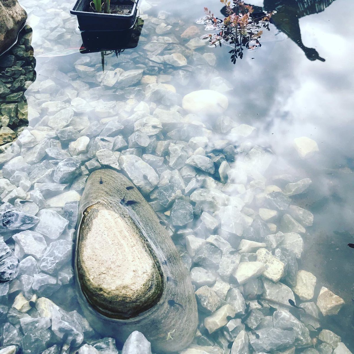 CycleKatieLou's tweet photo. Summers coming #tadpolesinthepond https://t.co/FlykZHSSKw