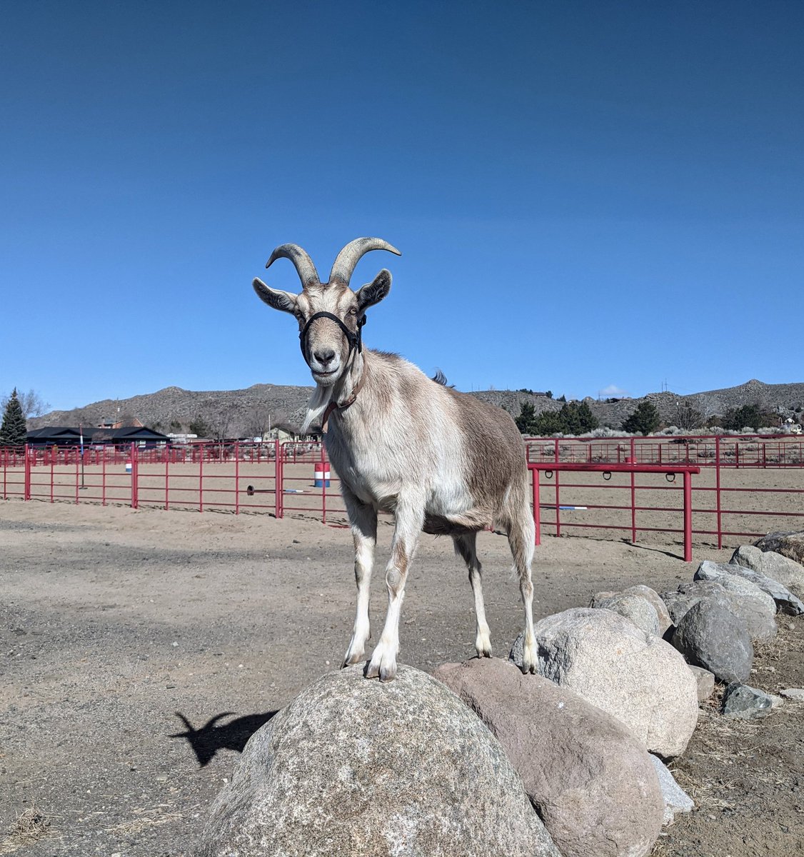 packgoat1's tweet photo. Show off. https://t.co/0LYASX4dmW