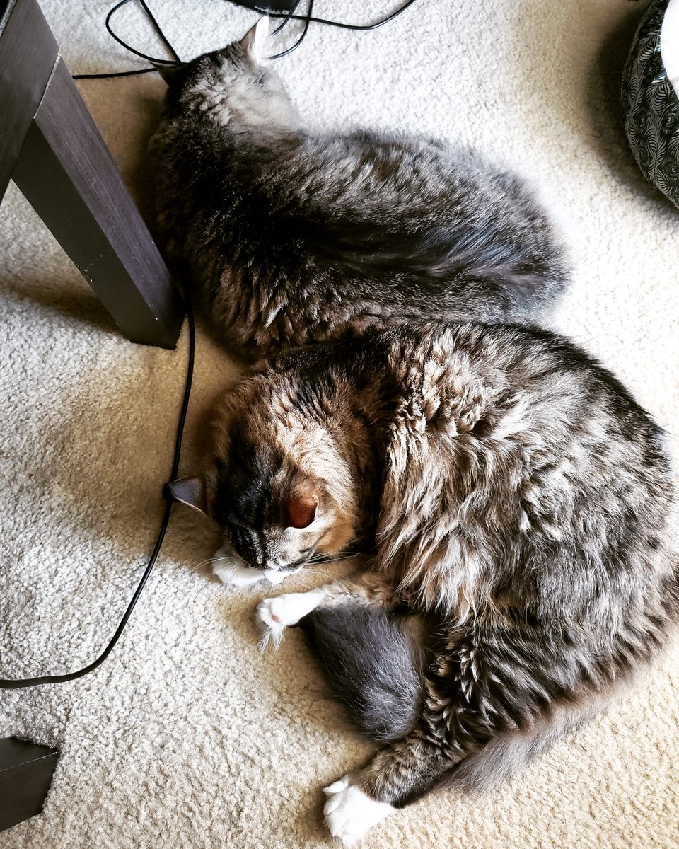 Floof_bois's tweet photo. Lazy Sundays with our hoomans are the best 😻 #cats #sundayvibes https://t.co/JkRIafKPj1