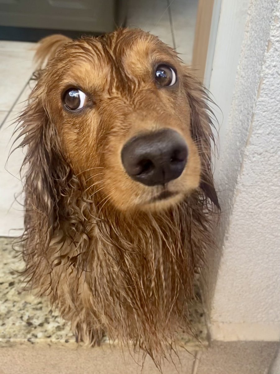 annaskyhamill's tweet photo. “Mami tinha prometido que hoje era dia de louvar a salsicha, mas acabou sendo dia de lavar a salsicha mesmo”. #bainho #bilbo #sausagedog https://t.co/kMDxWQw0V6