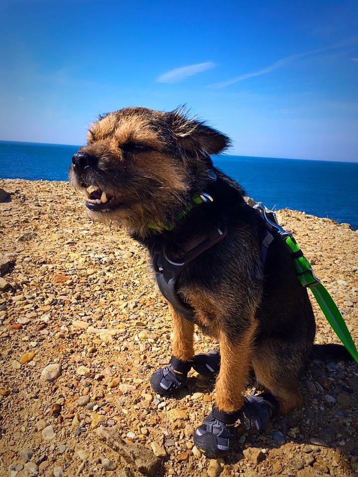 ScrappyN's tweet photo. @BarneyBT @BtBoru @bruffbt Pals you know we are @RuffwearUK #RuffwearDogs so we always say the #frontrangeharness is a great choice. Happy to give advice on the Ruffwear ones as we have a few *paw punch* (also hi-light and webmaster) #ScrappyNelson https://t.co/TsfPulMP6C