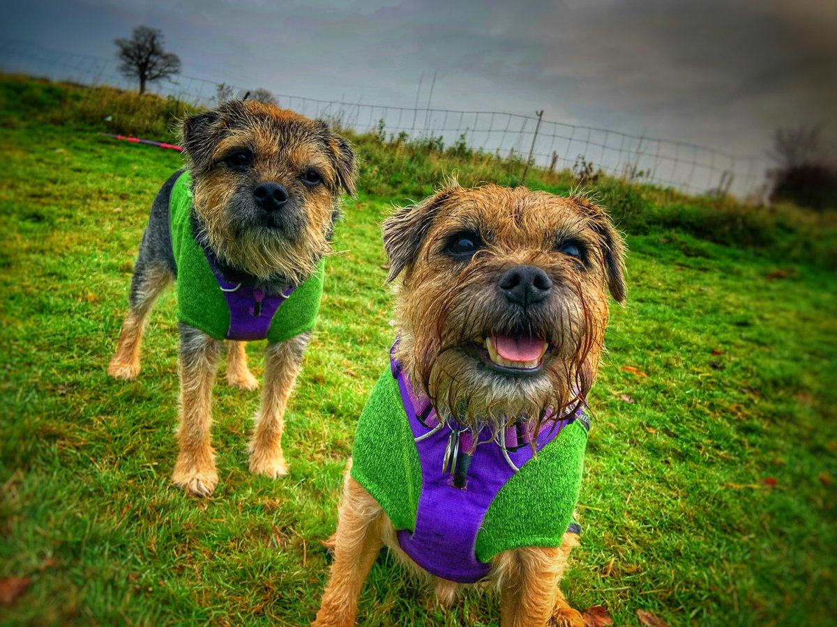 ScrappyN's tweet photo. @BarneyBT @BtBoru @bruffbt Pals you know we are @RuffwearUK #RuffwearDogs so we always say the #frontrangeharness is a great choice. Happy to give advice on the Ruffwear ones as we have a few *paw punch* (also hi-light and webmaster) #ScrappyNelson https://t.co/TsfPulMP6C