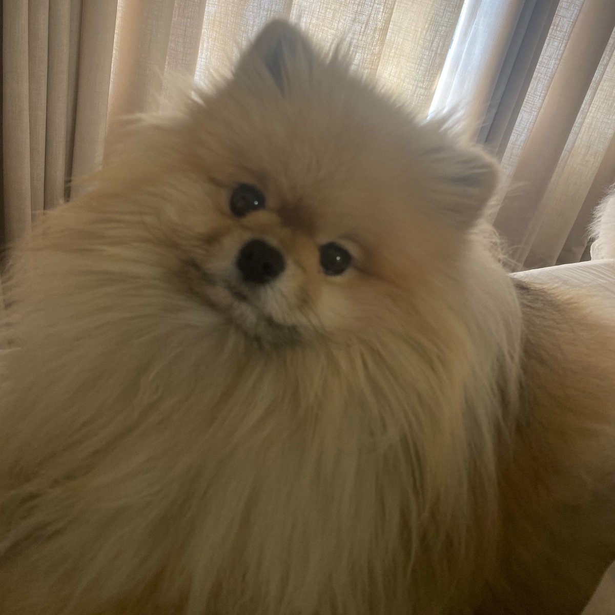 Nikkibenz242's tweet photo. I would die for them🥺♥️ https://t.co/nUDI41J2HQ