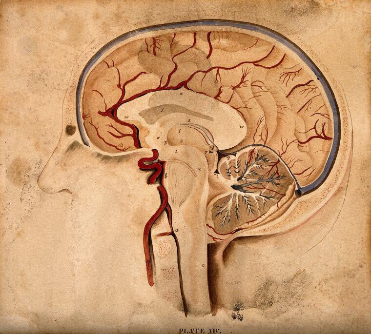 AnatomicalCat's tweet image. Today is the last day of #BrainAwarenessWeek2021.  This is a watercolour showing the brain in sagittal section from 1826, after William Home Lizars.  Lizars was a Scottish artist specialising in engraving. (Picture: Wellcome)