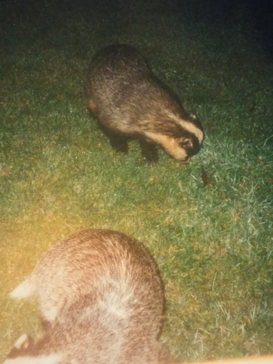 C_Drivex's tweet photo. Looking through old pics😃 Came across our Badger pics from June 2003! Taken at @CrowhurstPark Looked outside one evening, there they were! Wonderful family memory 💕😃 #Badgers #wildlife https://t.co/b7ZiAfSApH